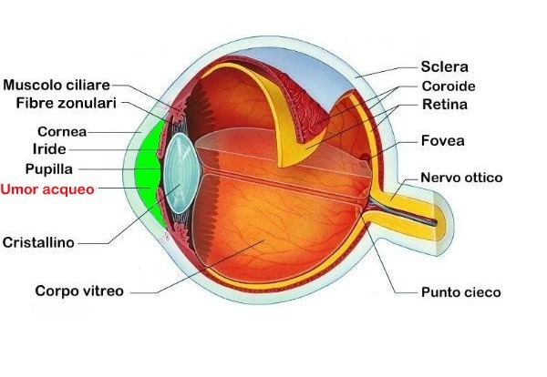 Struttura Occhio Umano Bald Mountain Science