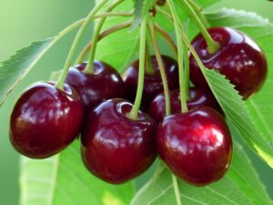 cherry-167341_640