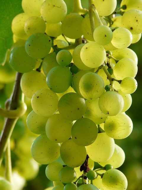 grapes-9218_640-min