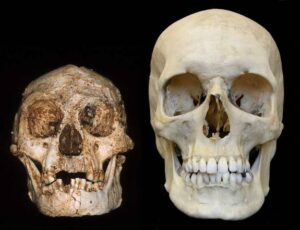 Cranio di uno Hobbit comparato con quello di un umano. Credit: Professor Peter Brown, University of New England
