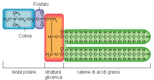 Deve avere un elenco di reti steroidi urinari