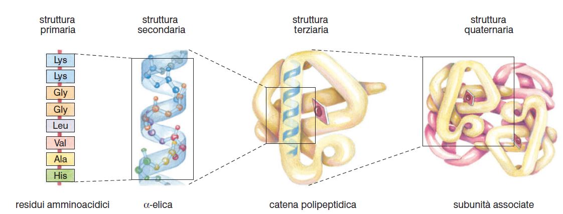 La struttura di una proteina, dalla semplice catena di amminoacidi alle strutture più complesse.
