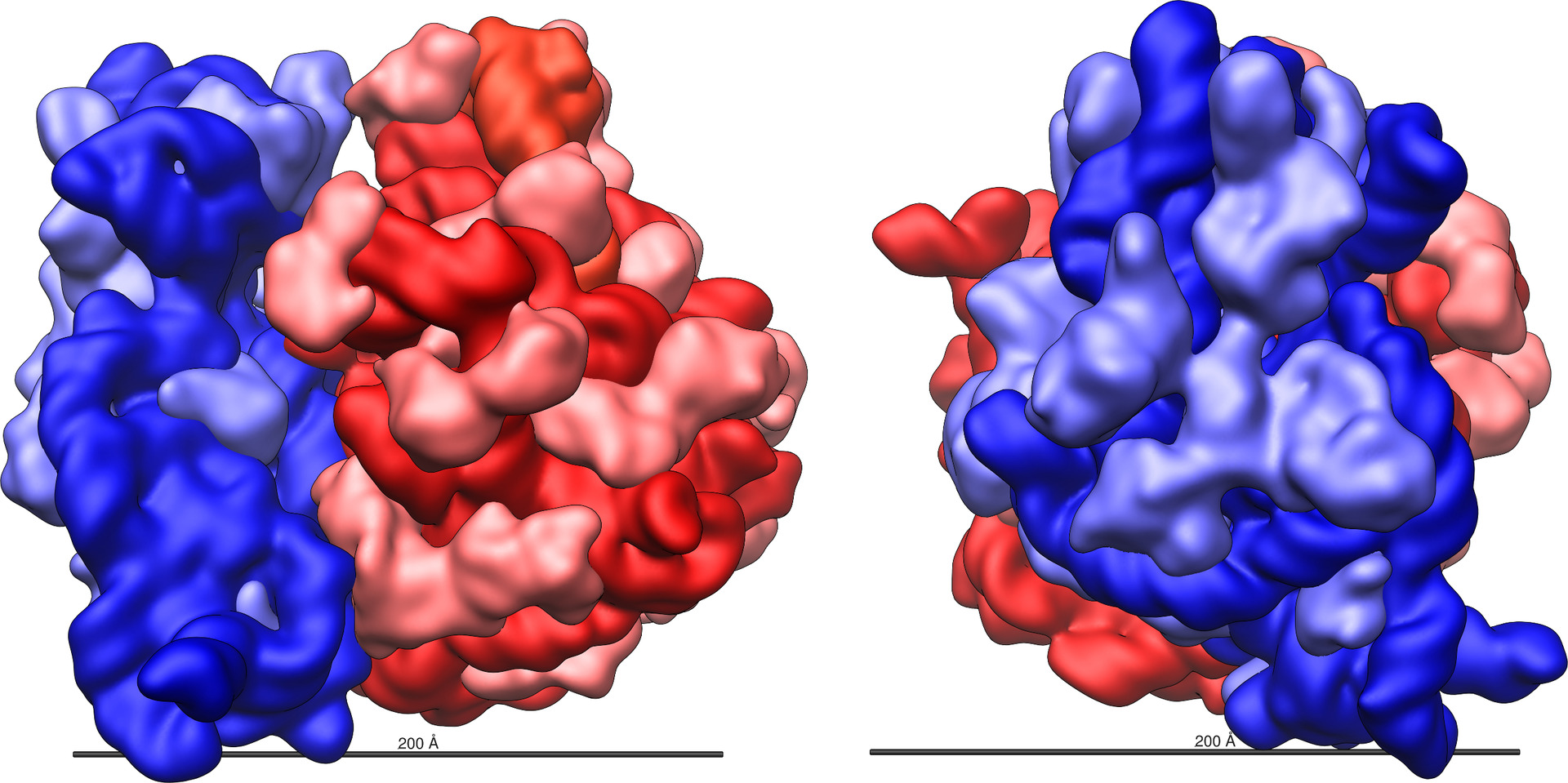 ribosome_shape