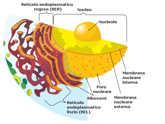 schema_nucleo_cellulare