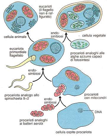 endosimbiosi
