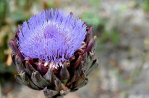 fiore carciofo proprietà benefici