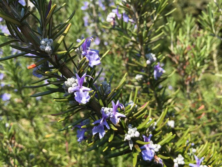 rosemary for bald spots