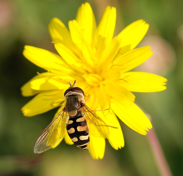 Sifiride che impollina un fiore