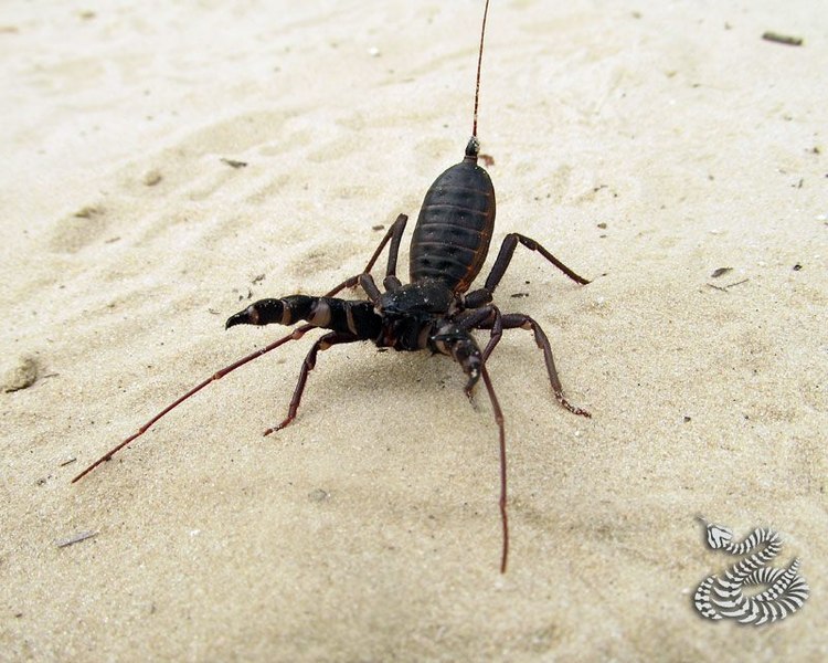 Scorpione Frusta in modalità combattiva