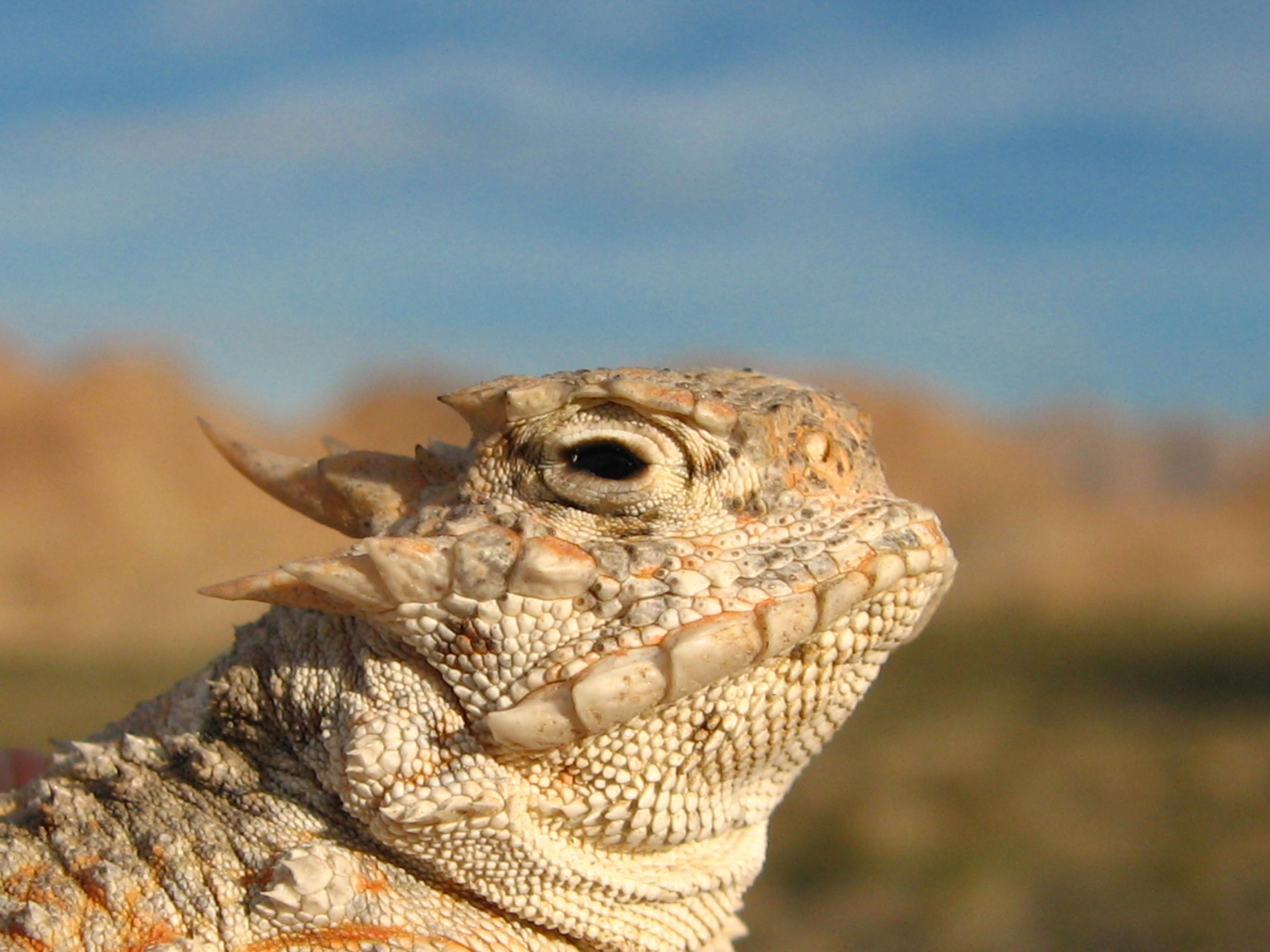 Desert_Horned_Lizard_(Phrynosoma_platyrhinos) - Bald Mountain Science
