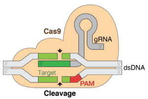 CRISPR in action