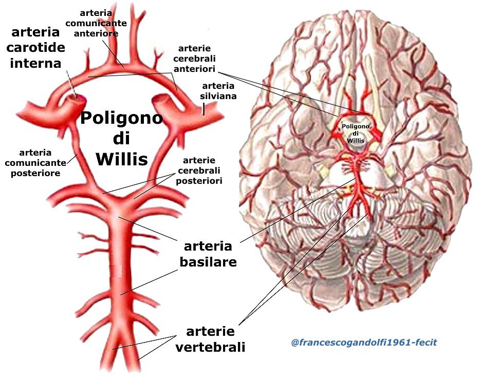 Le Arterie Carotidi Comuni Esterne Ed Interne Ed Il Circolo Di Willis