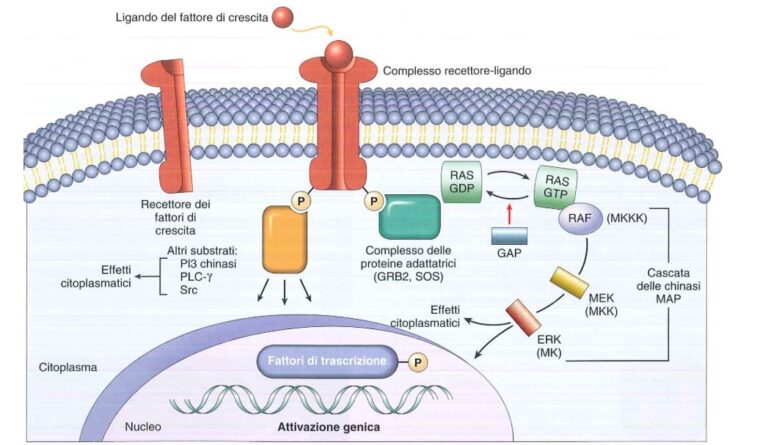 Trasduzione del segnale nei recettori tirosinchinasici Bald Mountain
