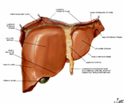 Anatomia macroscopica e microscopica del fegato R