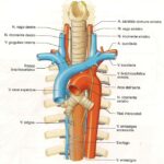 Нерв пищевода. Топографическая анатомия грудного отдела трахеи.. Топография трахеи анатомия. Скелетотопия бронхи трахея. Топография трахеи и пищевода.