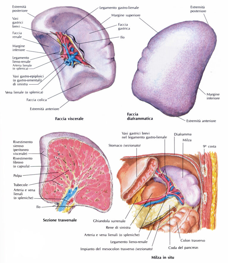 Anatomia macroscopica e microscopica della milza