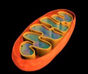 ipa_dndx1t_web.630×360