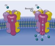 lanestesia-endovenosa-meccanismi-dazione-e-principali-farmaci