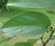 scoperta-rivoluzionaria-il-cannabidiolo-cbd-trovato-in-una-pianta-comune-brasiliana