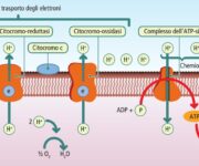 Metabolismo, respirazione cellulare e fermentazione La fosforilazione ossidativa