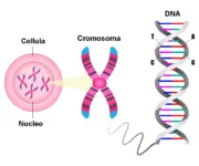 Meccanismi di divisione cellulare ed anomalie cromosomiche cromosomi